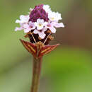 Image of Coffee-loving Pyrausta Moth