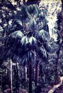 Image of Cabbage-tree palm