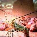 Image of Ornate Spiny Lobster