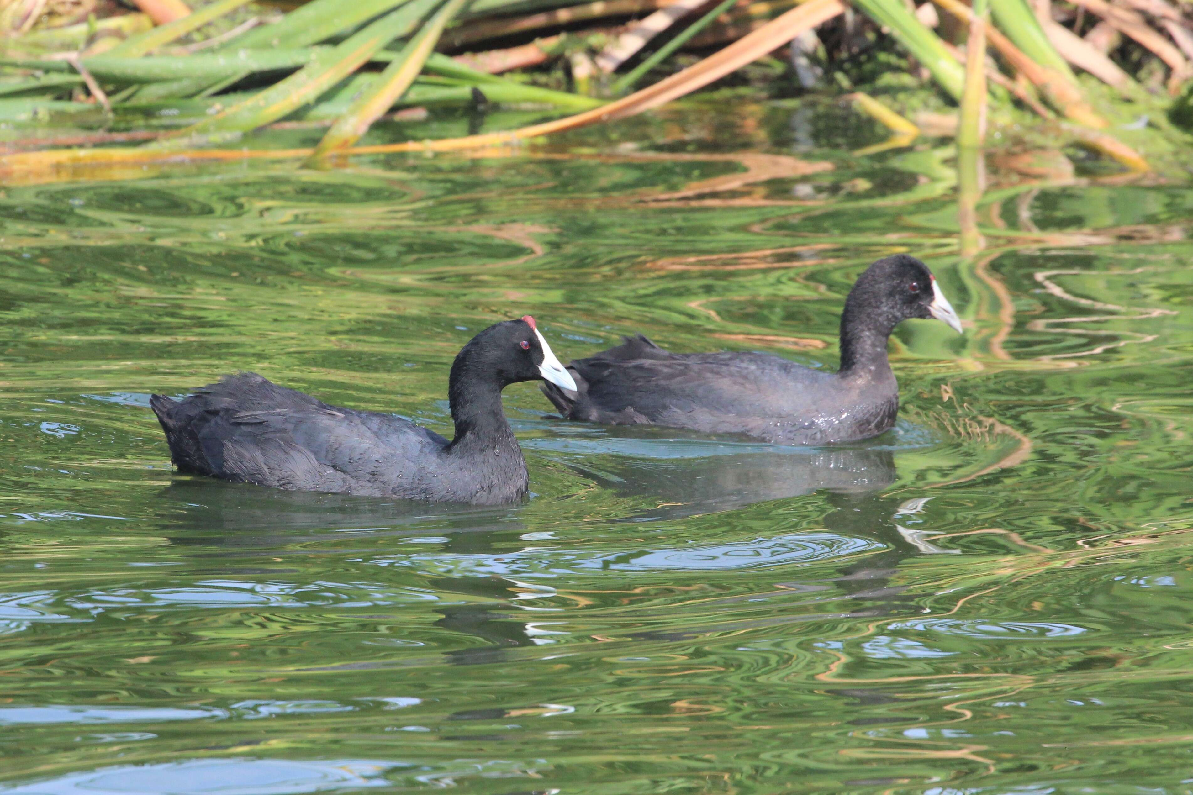 Image of Crested Coot