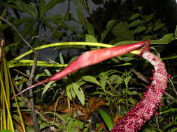 Image of Anthurium clavigerum Poepp.