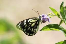 Image of Lepidoptera