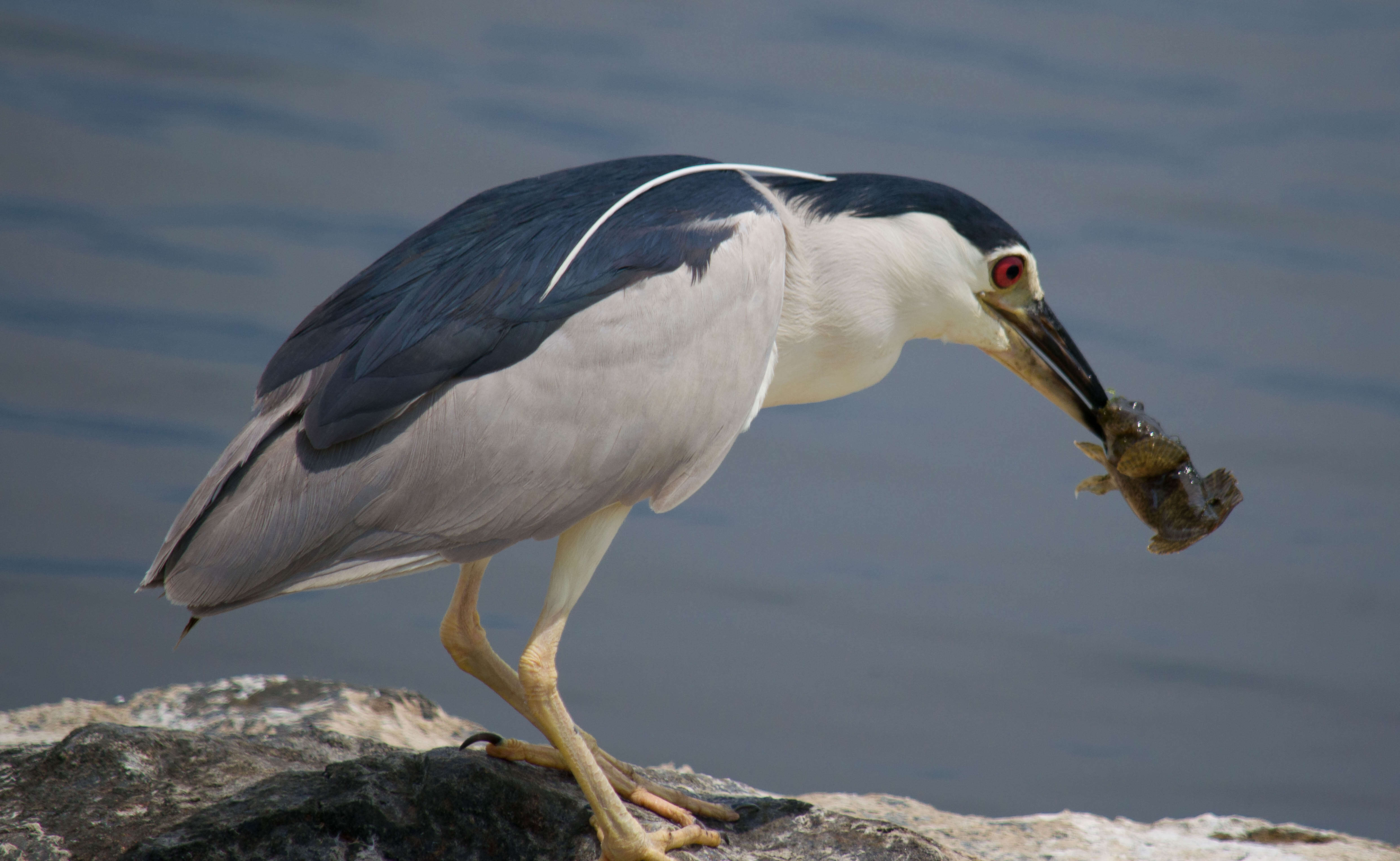 Image of Night Herons