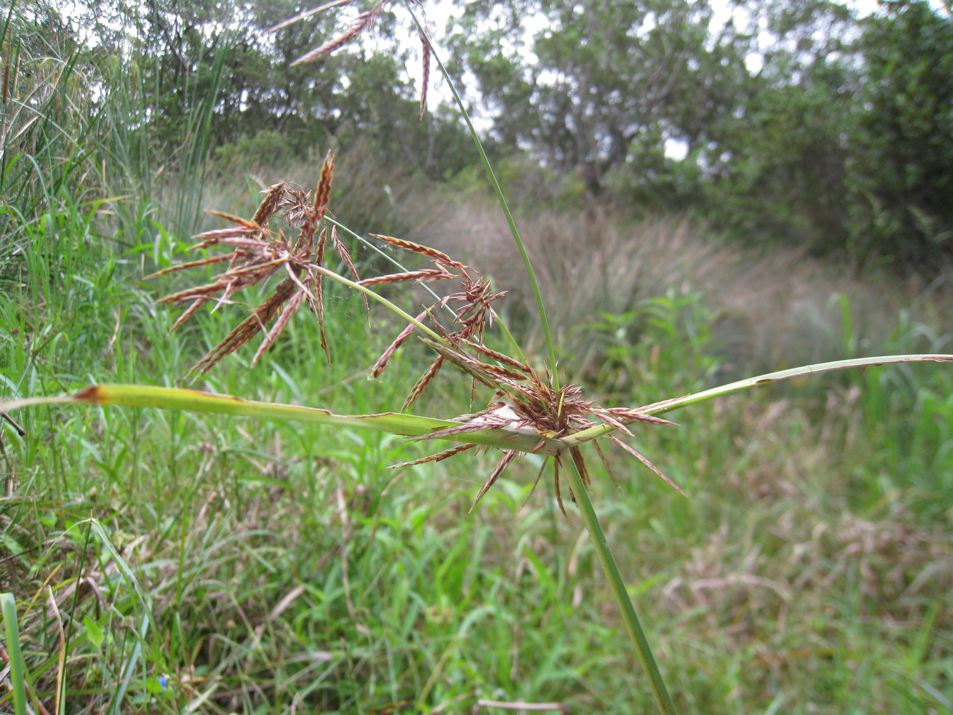 Image of clustered flatsedge