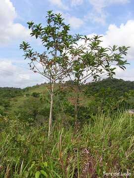 Image of Aegiphila pernambucensis Moldenke