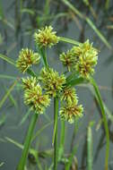 Слика од Cyperus eragrostis Lam.