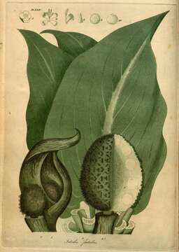 Image of skunk cabbage