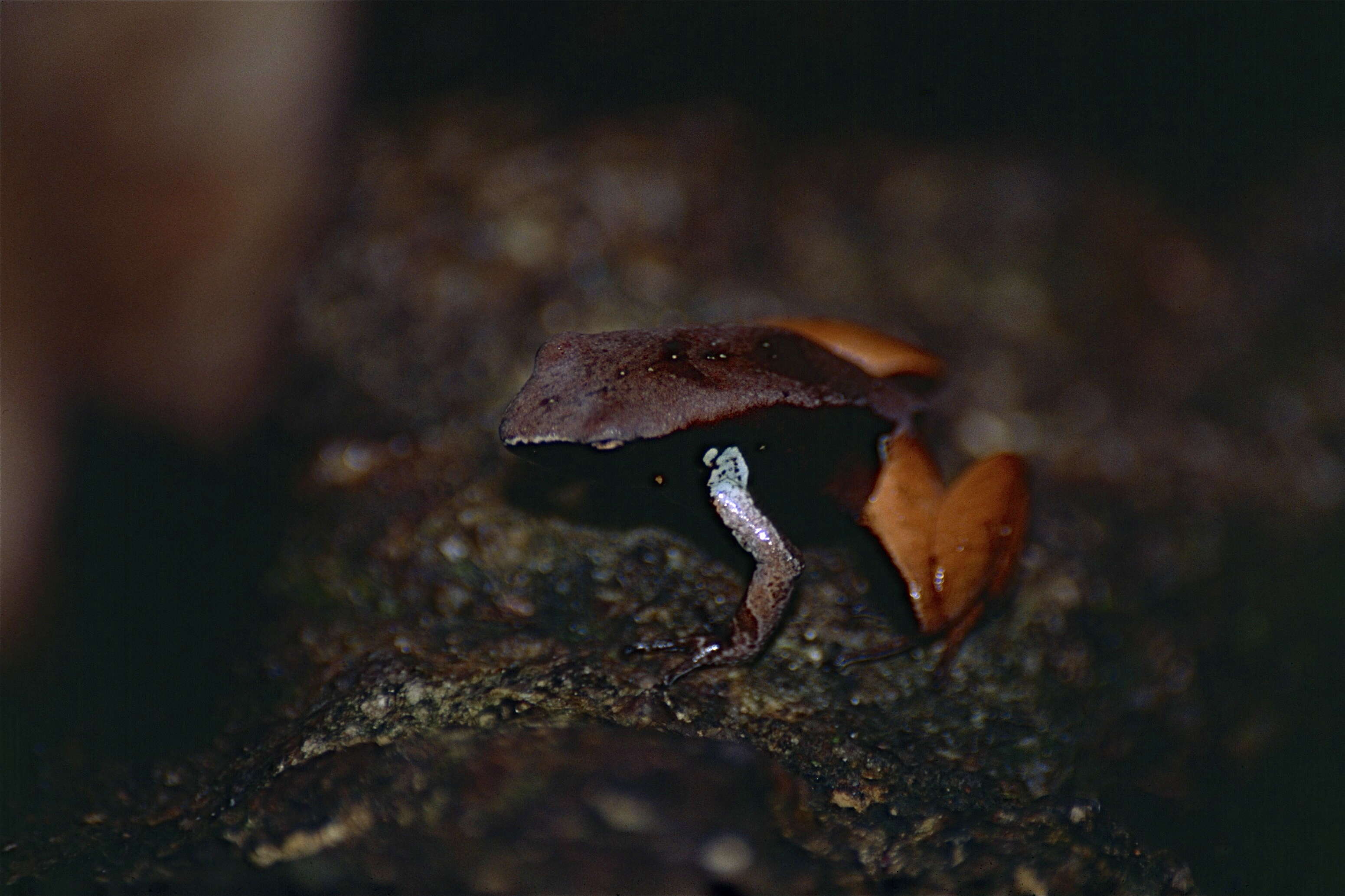 Image of Mantellidae Laurent 1946