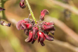 Image of Lonchocarpus velutinus Benth.