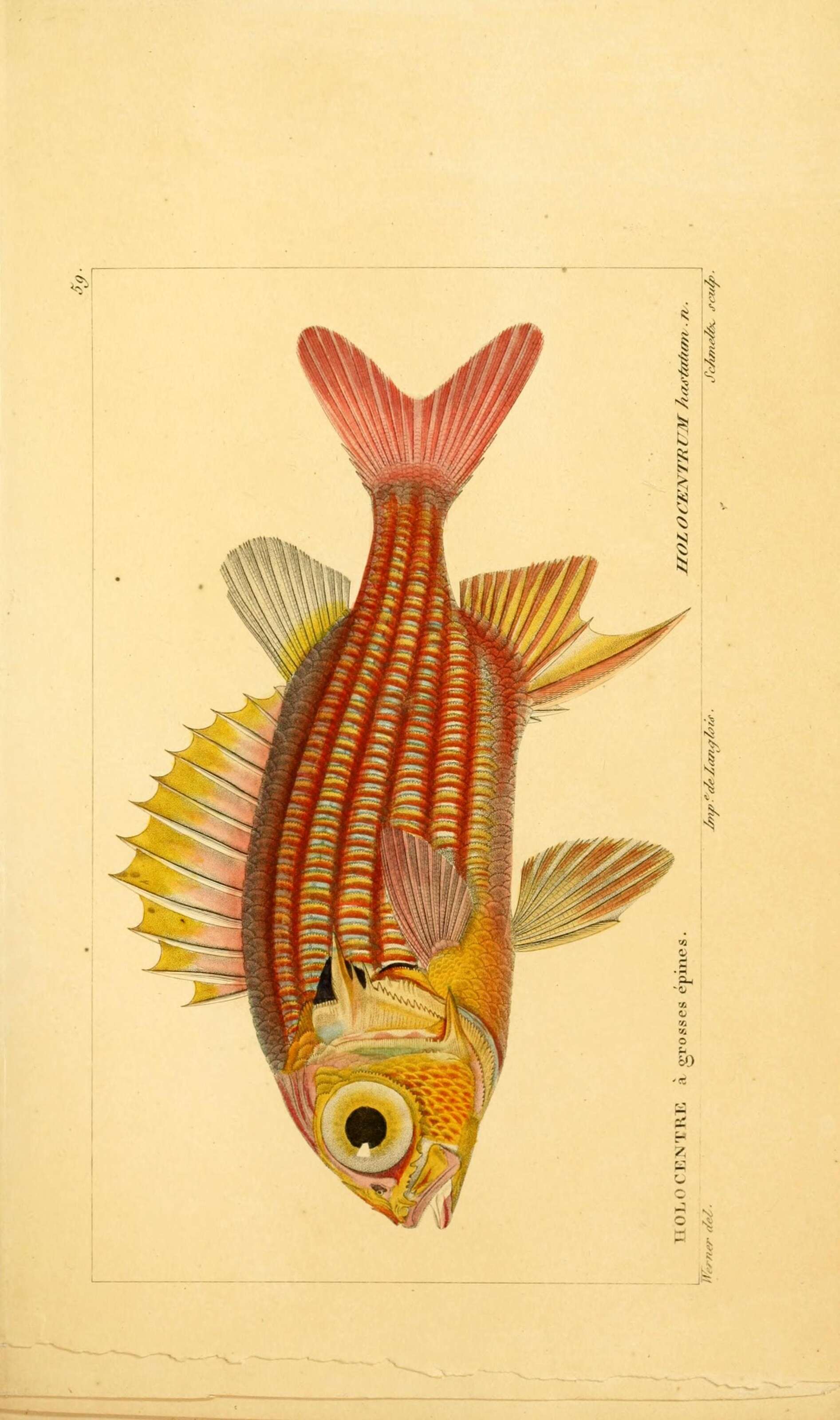 Image of Red Soldierfish