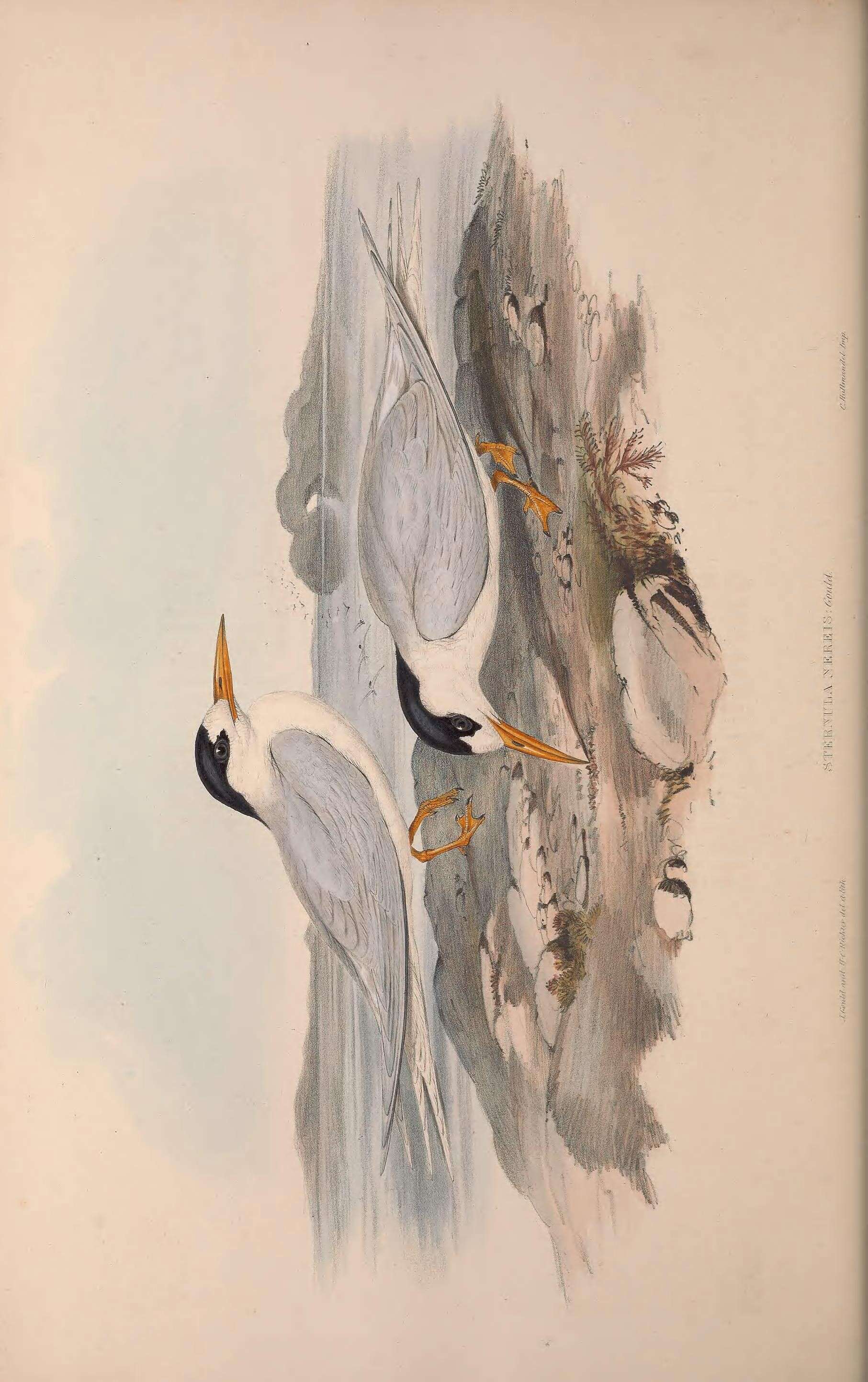 Image of Sternula nereis nereis Gould 1843