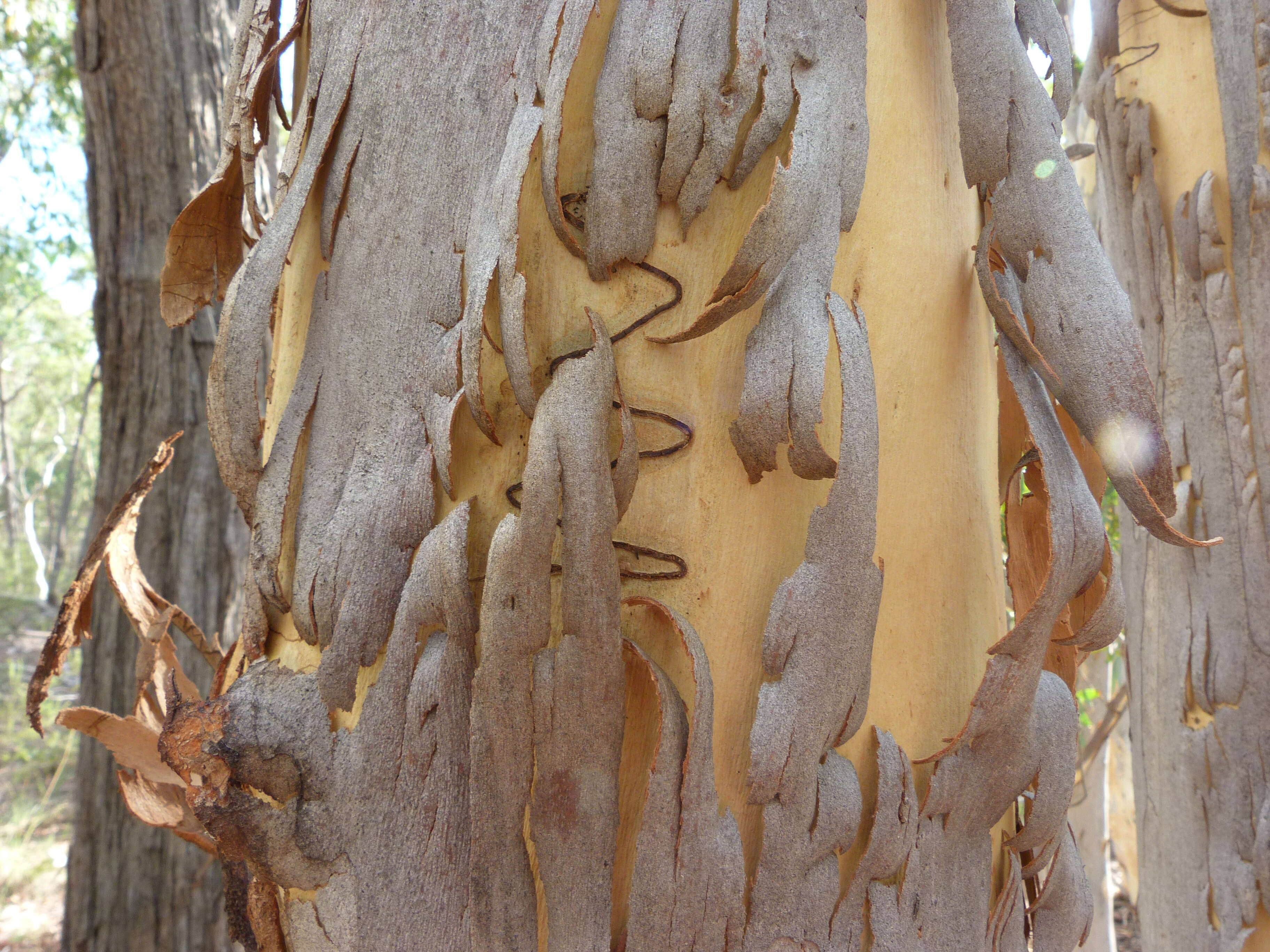 Image of scribbly gum