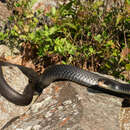 Image of Coluber constrictor constrictor Linnaeus 1758