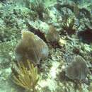 Image of bottle-brush coral