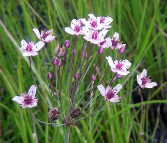 Image of flowering rush family