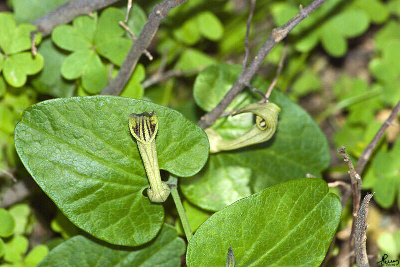 Слика од Magnoliophyta