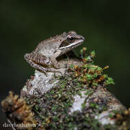 Image of Lithobates Fitzinger 1843