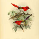 Image of Temminck's Sunbird