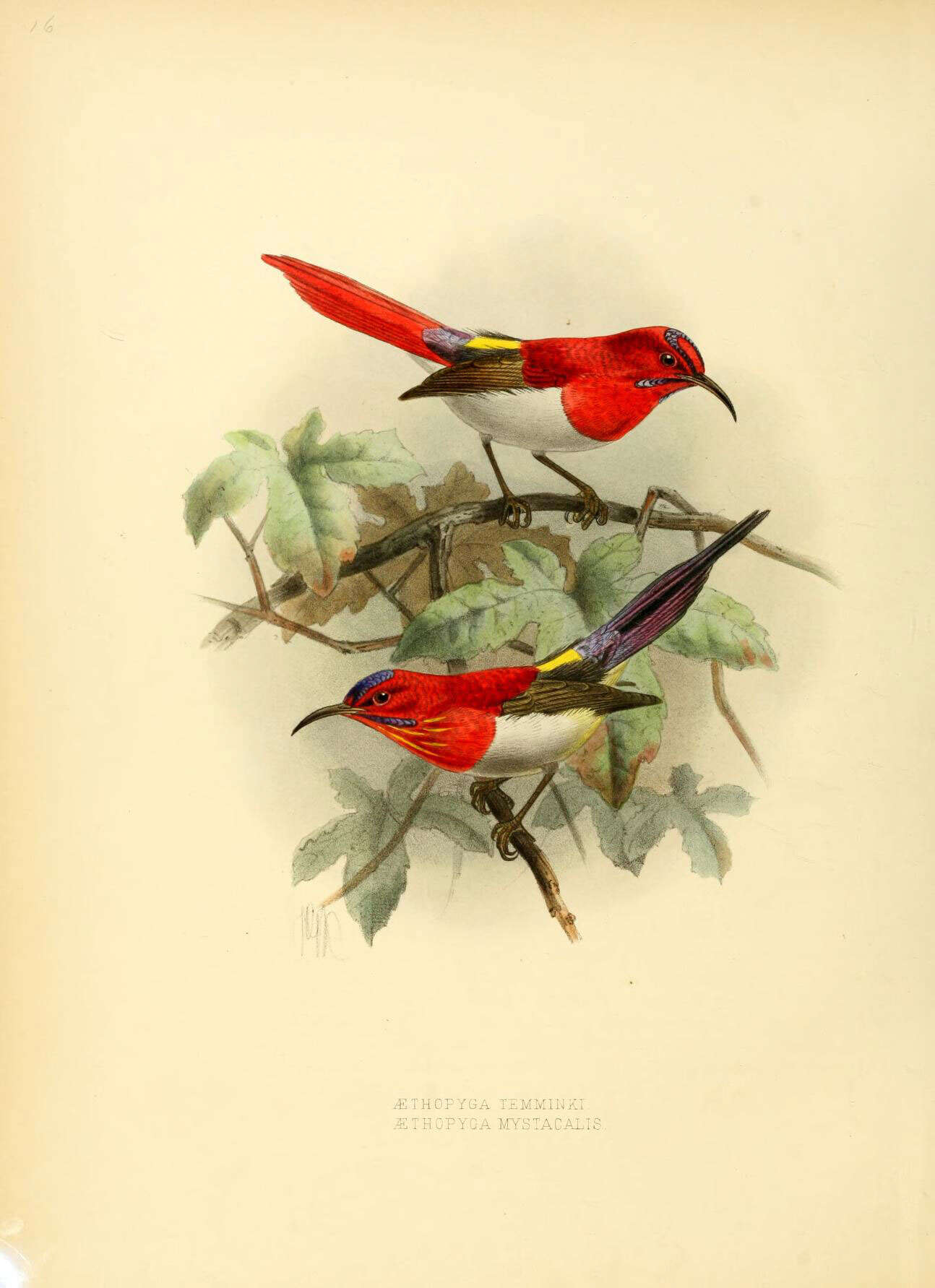 Image of Aethopyga Cabanis 1851