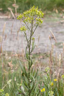 Image of burnweed