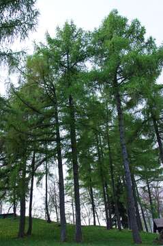 Image of European Larch