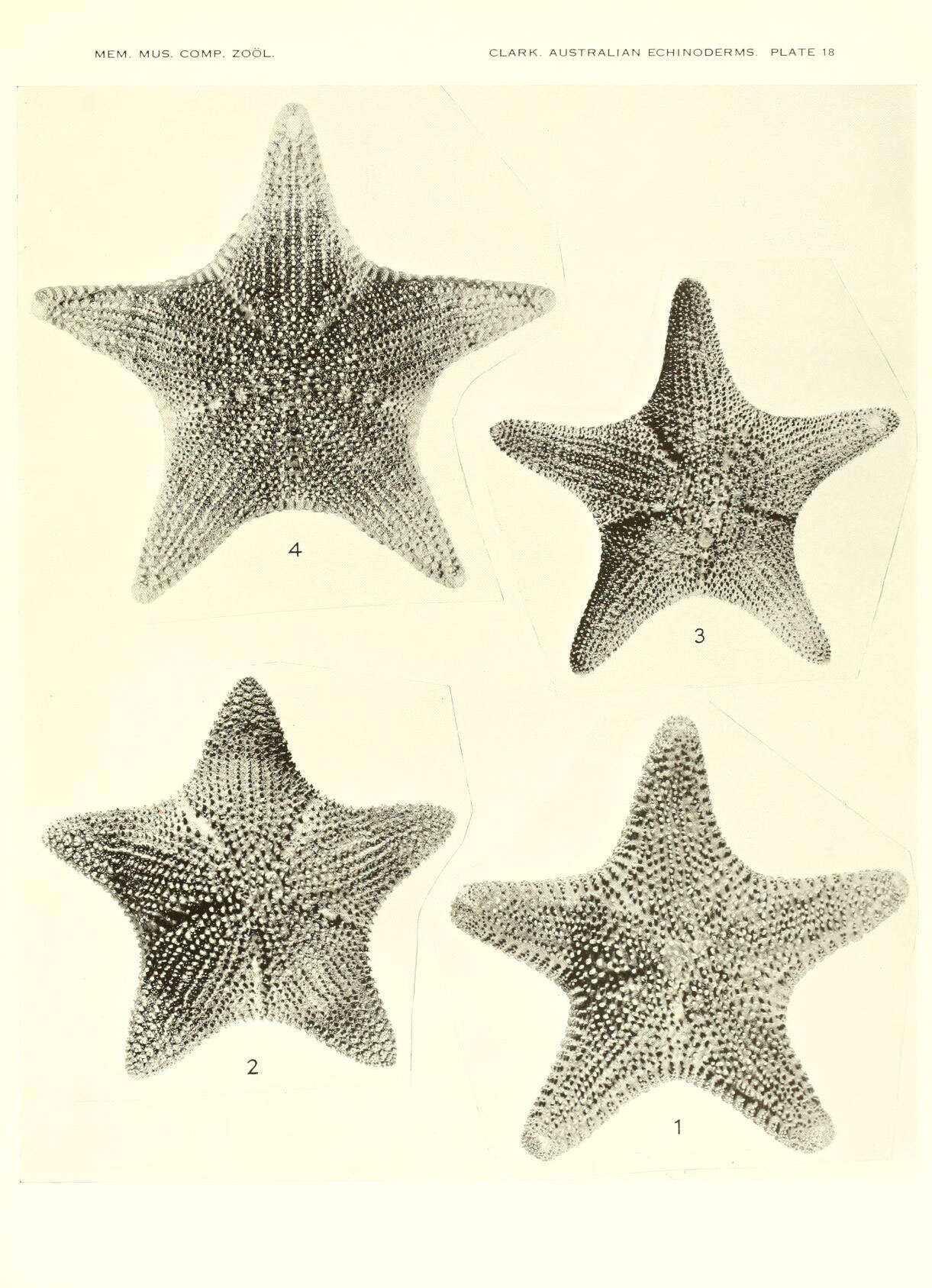 Image de Anthenea Gray 1840
