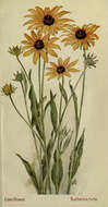 Image de Rudbeckia