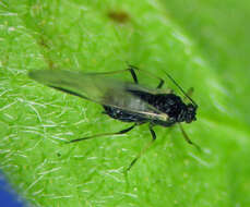 Image of Aphis (Aphis) holodisci Robinson 1984