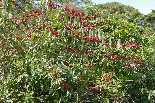 Image of Combretum lanceolatum Pohl ex Eichl.