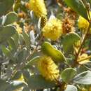 Image of Acacia craspedocarpa F. Muell.