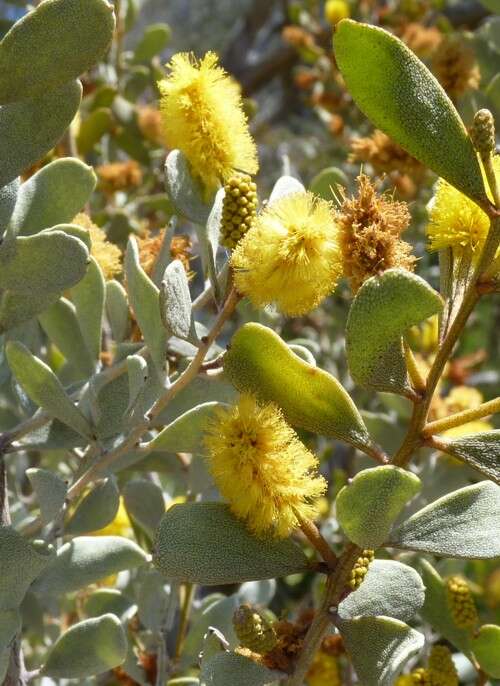 Image of Acacia craspedocarpa F. Muell.