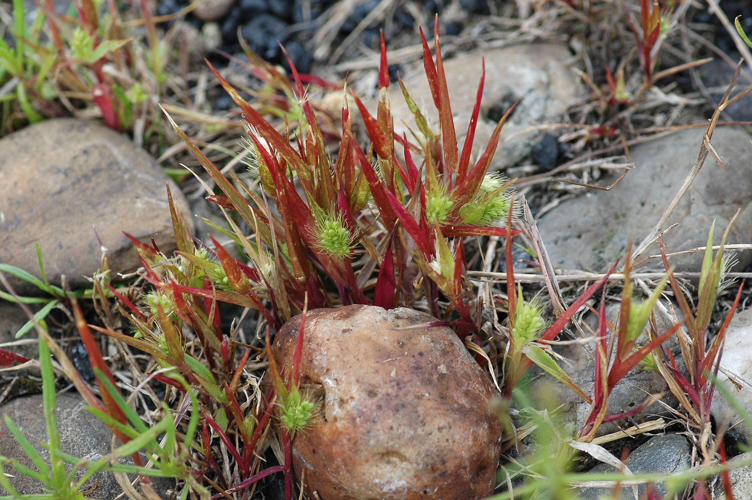 Image of Bristlegrass