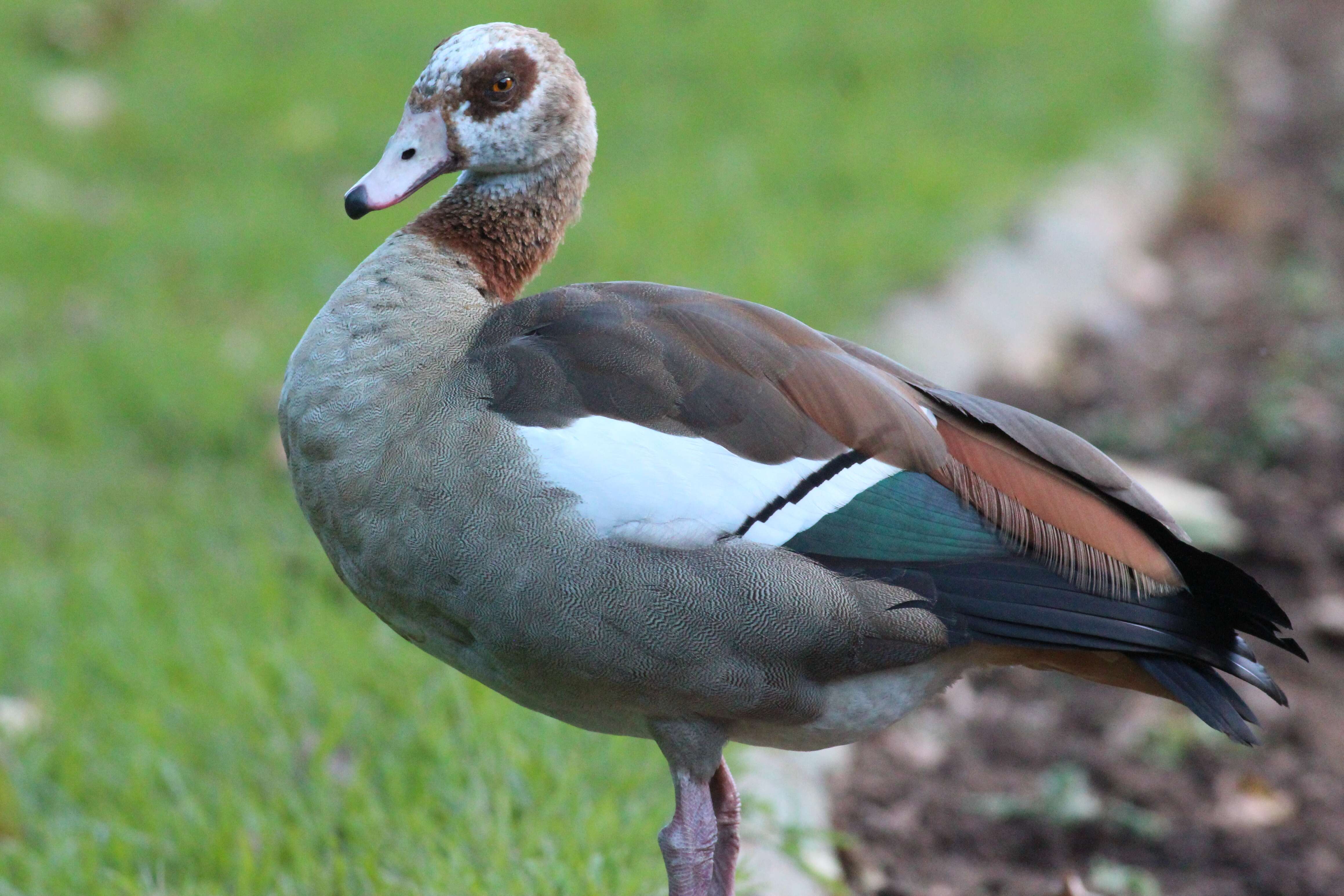 Image of Egyptian Goose