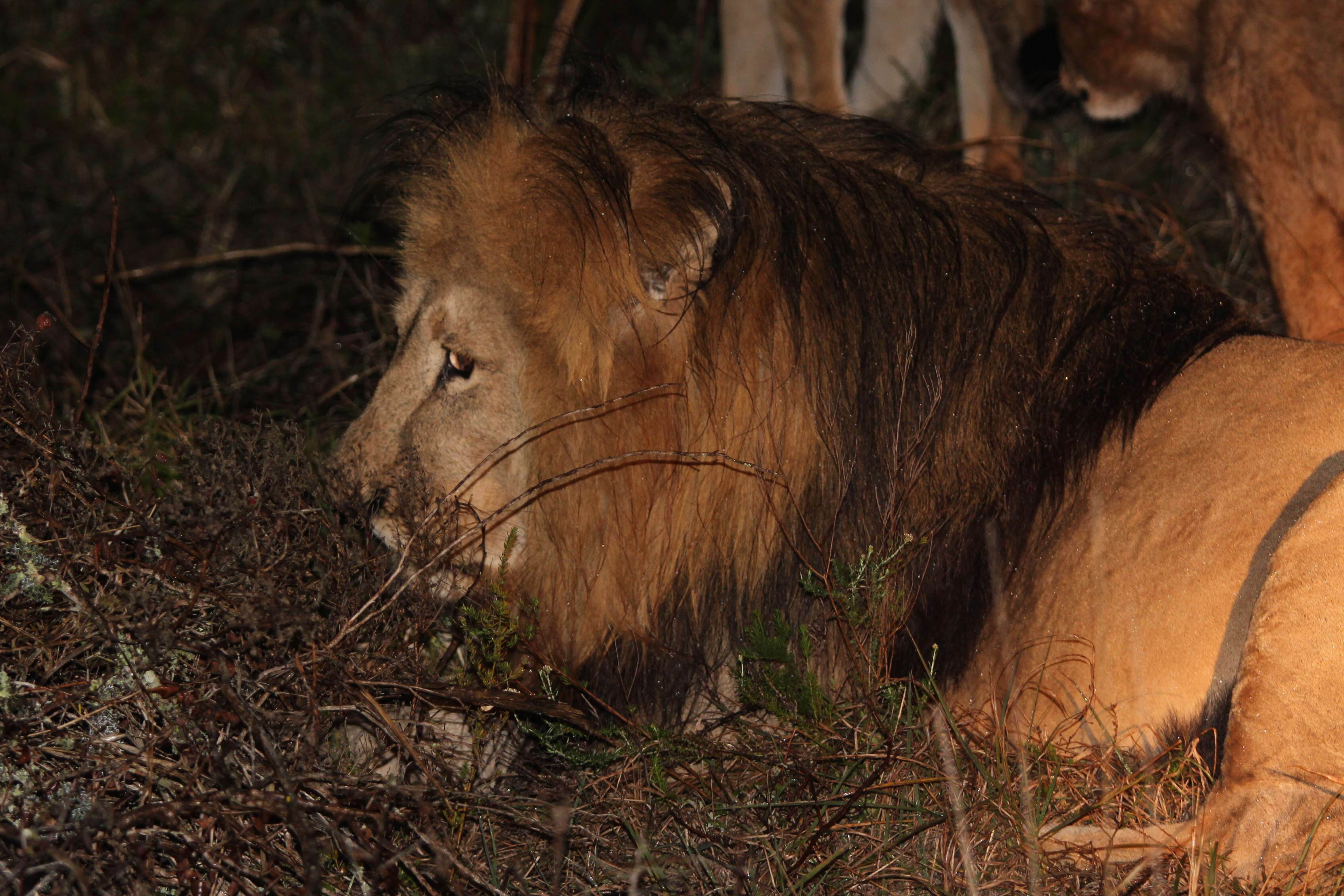 Image of African Lion