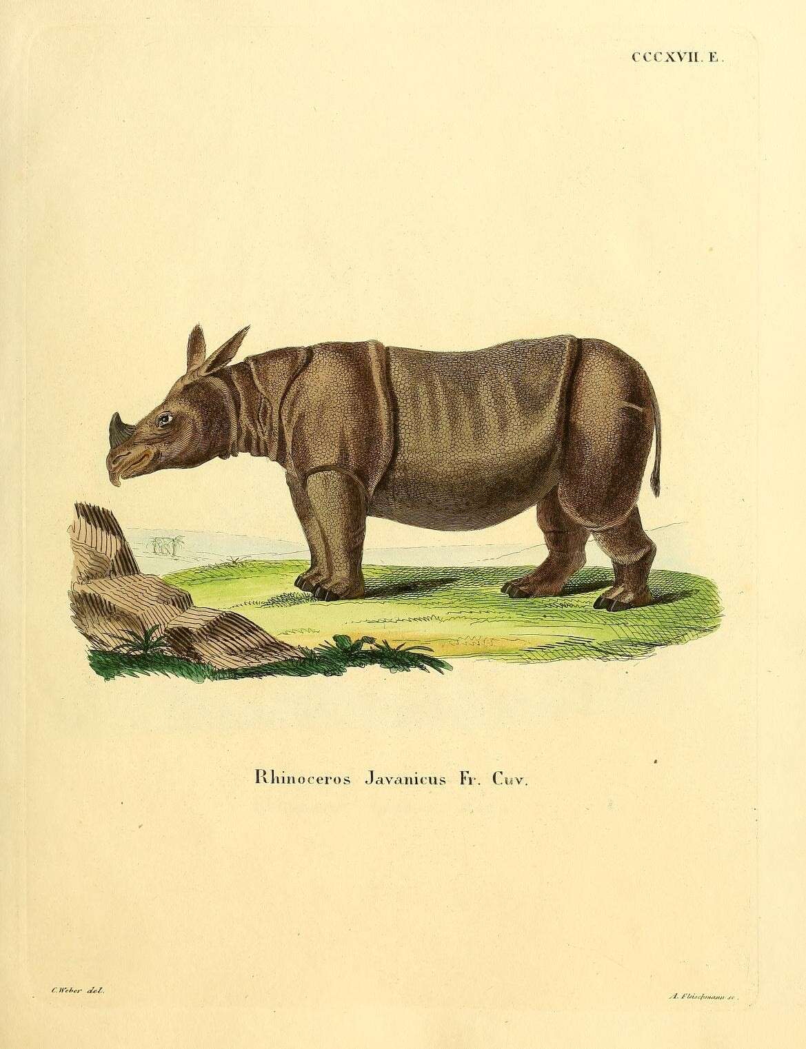 Слика од Rhinoceros sondaicus sondaicus Desmarest 1822