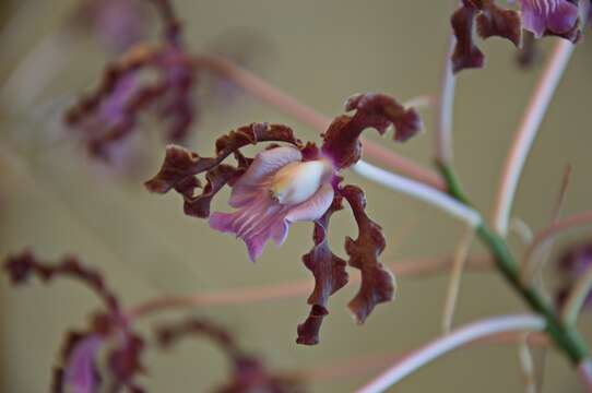 Image of Laelia elata (Schltr.) J. M. H. Shaw