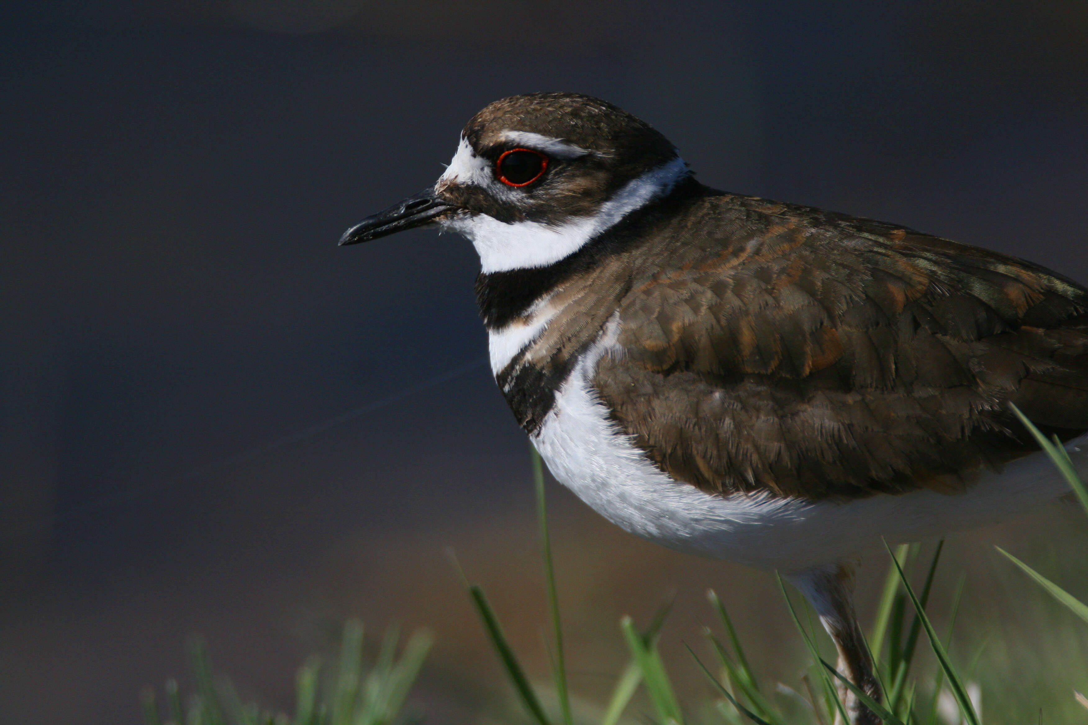 Image of Charadrius Linnaeus 1758