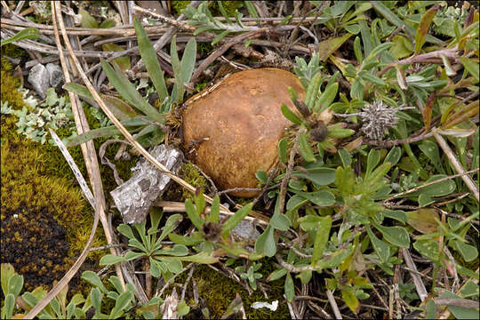 صورة Rhizopogon obtextus (Spreng.) R. Rauschert 1984