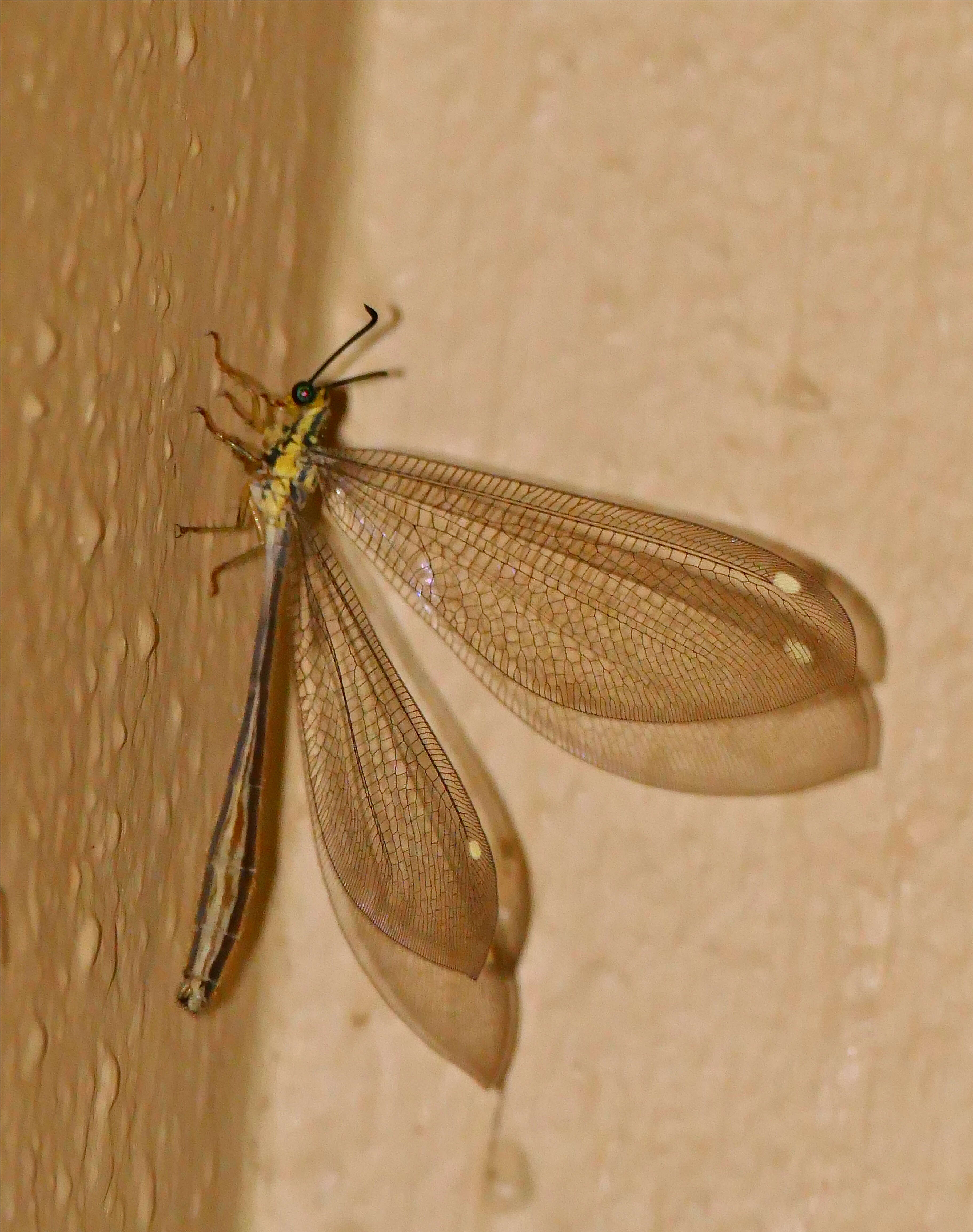 Image of Hagenomyia