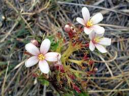 Слика од Jatropha macrorhiza Benth.