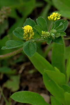 Image of black medick