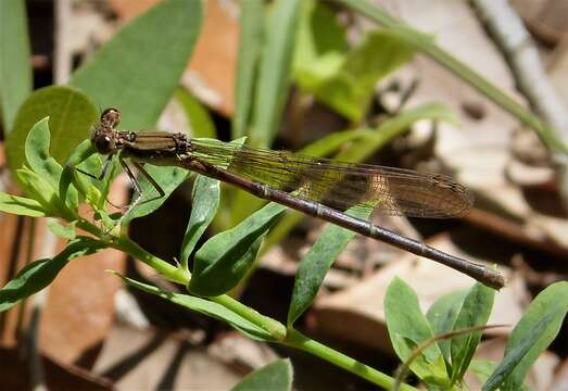 Image of Blue-fronted Dancer