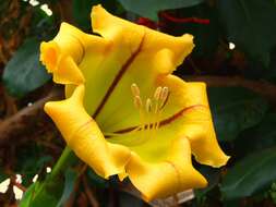 Image of chalice vine