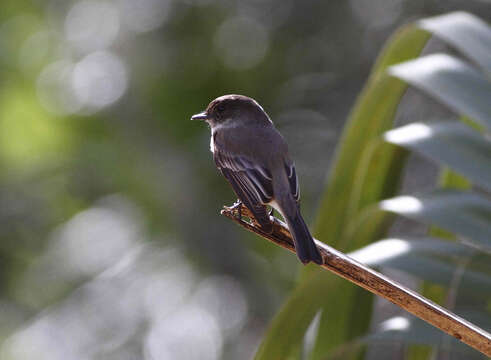 Image of Eastern Phoebe