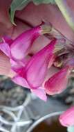 Image of Sunset Crater beardtongue