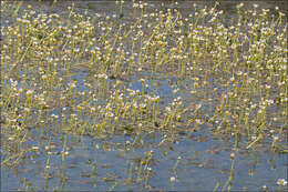 Image of Pond Water-crowfoot