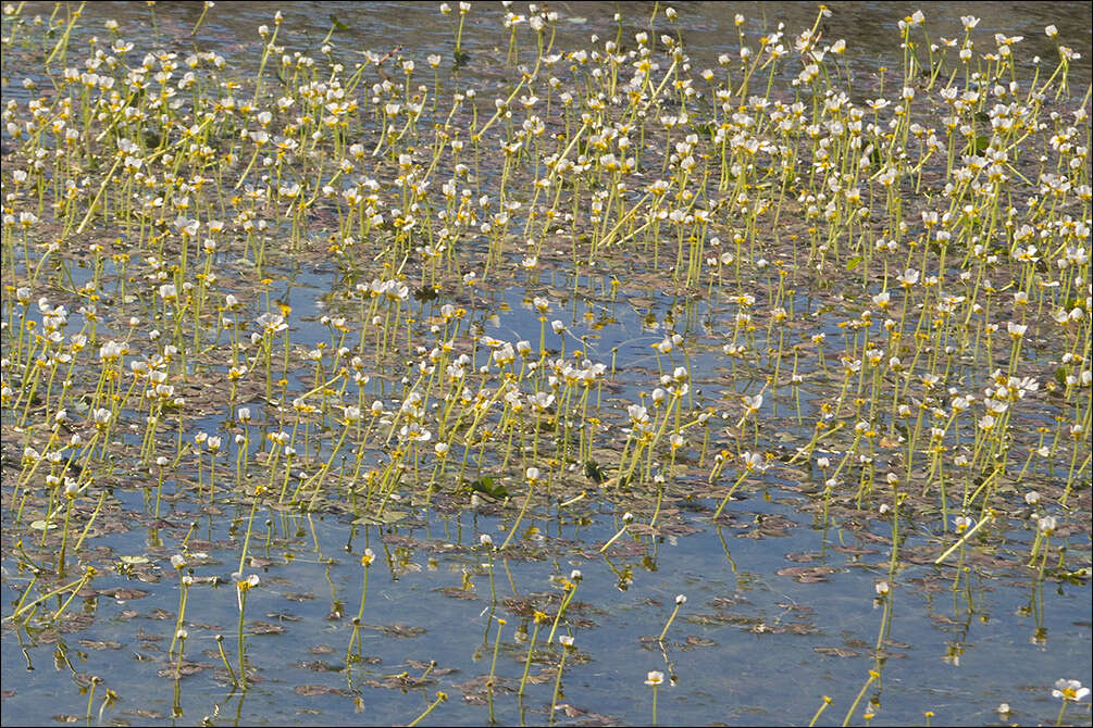 Image of Pond Water-crowfoot