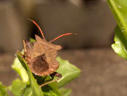 Image of Coreus