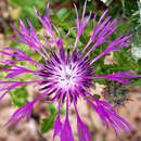 Слика од Centaurea sphaerocephala L.