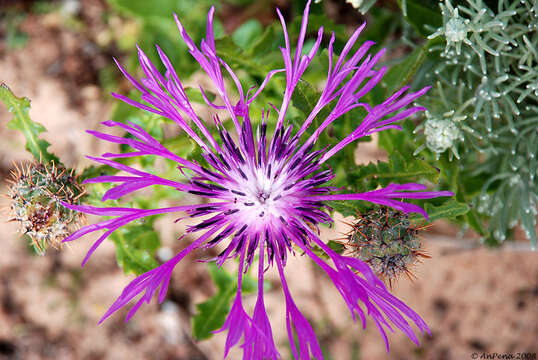 Image of Centaurea sphaerocephala L.